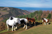 Chevaux sur le flanc Nord de Mandale