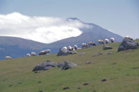 Moutons sur les flancs du Sommet d_Occab, au fond, le Pic d_Orhy