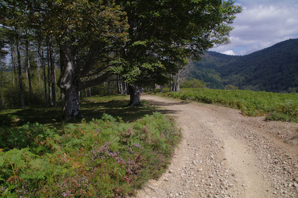 Le GR10 en descendant Gorostibizkarra