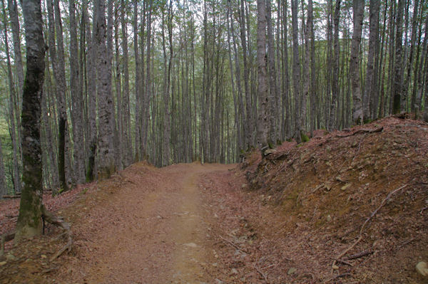 La htraie au dessus du Chalet Pedro