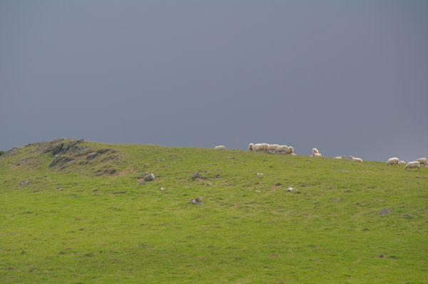 Moutons en estive au Pic d_Orisson