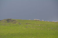 Moutons en estive au Pic d'Orisson