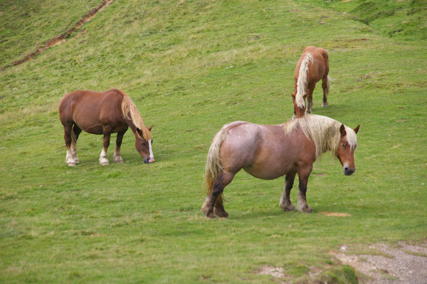 Des chevaux en estive sous le Soum de Grum