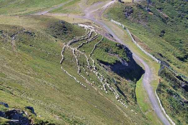 Des moutons au Pas des Alpins