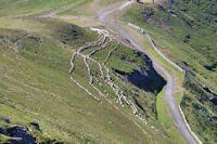 Des moutons au Pas des Alpins