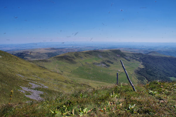 Nue de fourmis volantes au Puy Brunet