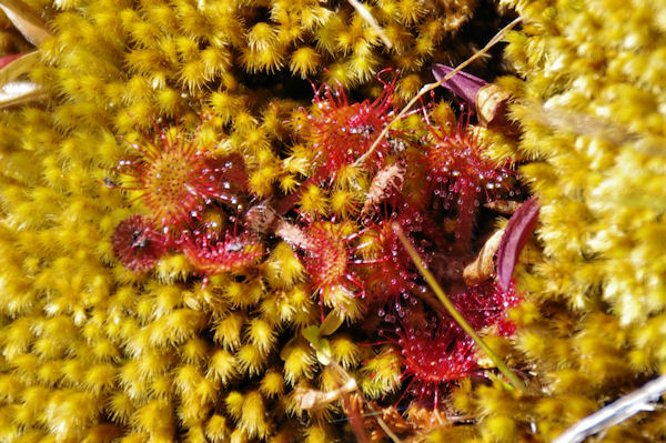 Des drosera! rare!