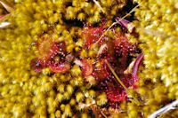 Des drosera! rare!