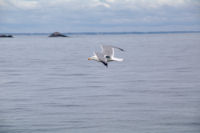 Un goelan au depart de l'Ile de St Nicolas au Glenan