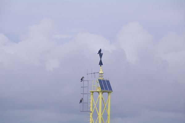 Des oiseaux au sec sur la boue du Dragon