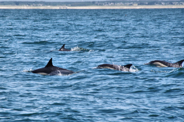 Des Dauphins en chasse!