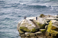 Cormorans au sechage