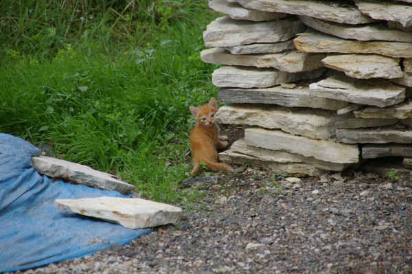 Un joli minou en montant vers Nantuech