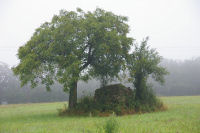 Une caselle vers La Montagnette