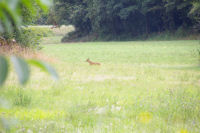 Aprs un cureuil, trois faisan, une biche  Salsac, belle tape!