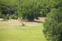 Une cazelle vers Vigne Vieille