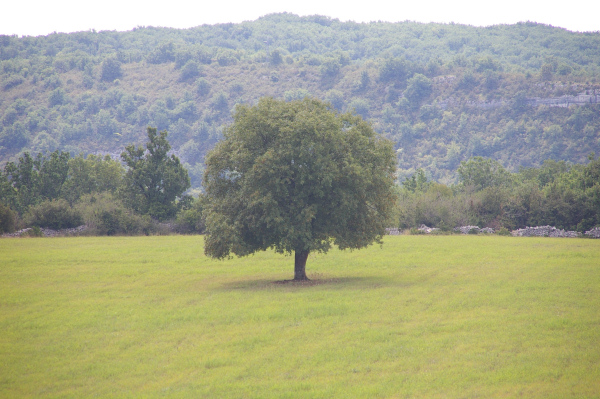 Arbre majestueux vers le Mas del Rey