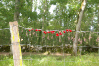 Une jolie guirelande vers Conduch