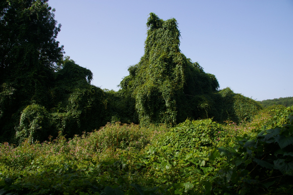 Des arbres fantomatiques aprs Cavanis