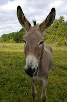 Un habitant du Quercy peu avant Les Mathieux sur le GR65