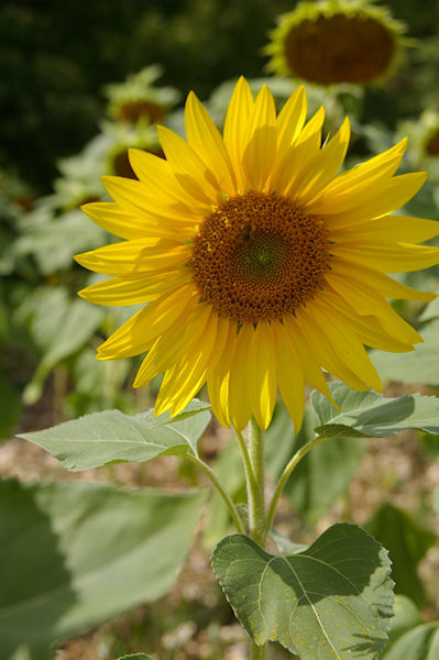 Un peu de soleil  Paills aprs Labastide Marnhac