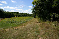 Le Bois de Lagarrigue sur le GR65