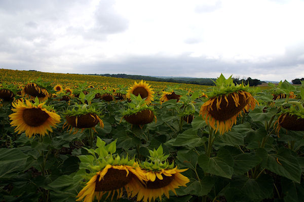 Des tournesols prs de Pech Ngre