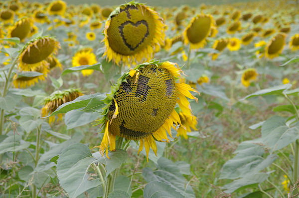 Le tournesol est rieur dans la valle du Targul