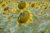 Le tournesol est rieur dans la valle du Targul