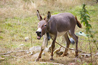 Pas content l'animal  Bonal!