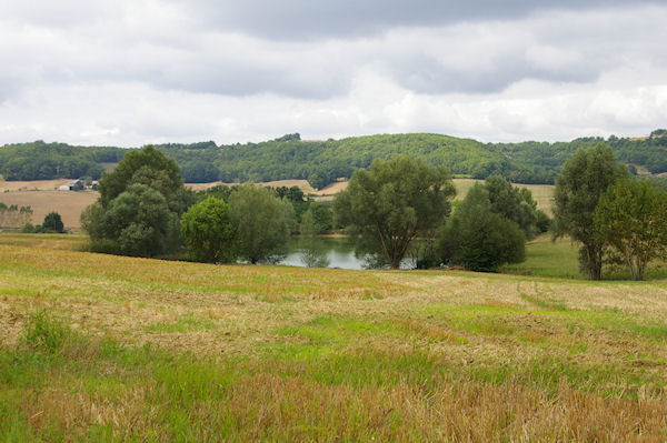 Un laquet sous Le Sorbier
