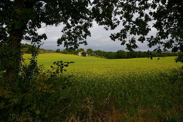 Grizou depuis le GR65