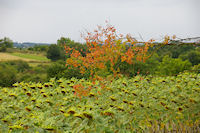 Effet de couleurs  Combecave sur le GR65