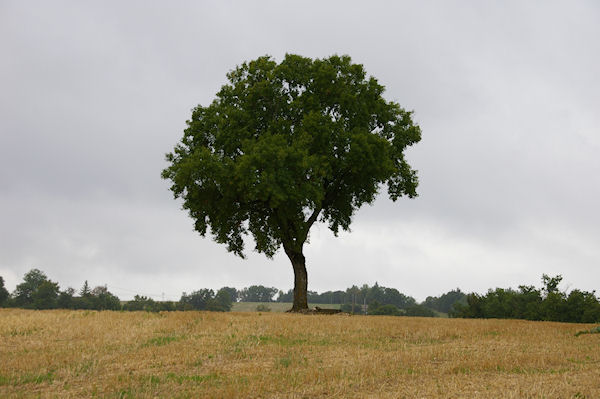 Vers Clos de Vilas sur le GR65