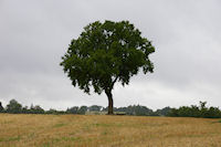 Vers Clos de Vilas sur le GR65