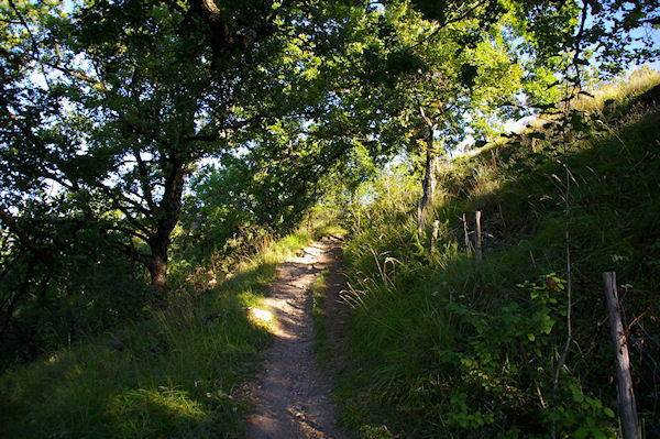 Le GR65 entre Lespinasse et Raussou