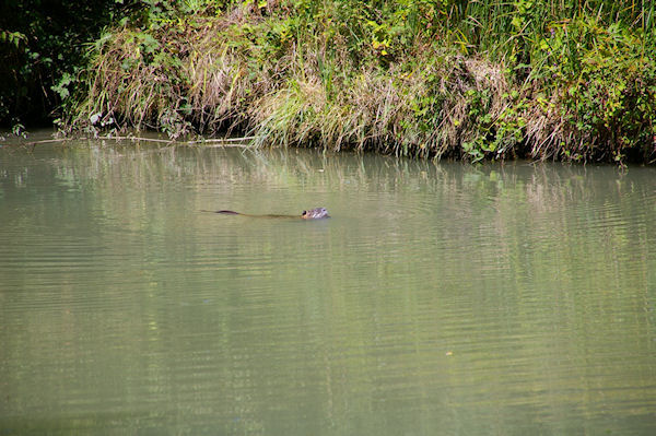 Un ragondin dans le Canal Latral  la Garonne