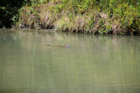 Un ragondin dans le Canal Lateral a la Garonne