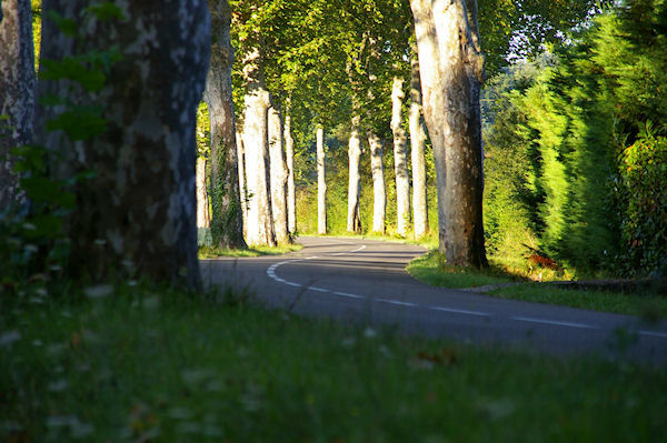 Le GR65 longe la D16 vers Goujou