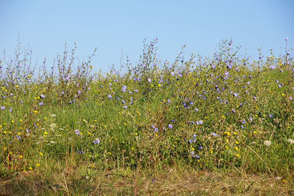 Des fleurs vers Miradoux