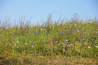 Des fleurs vers Miradoux