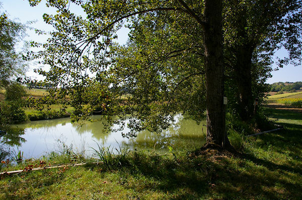 Un laquet vers Barachin