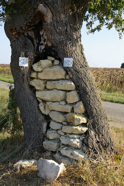 Vers Devant Cujon, quand le mur tient l'arbre,  moins que ce ne soit l'inverse