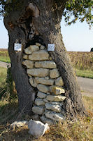 Vers Devant Cujon, quand le mur tient l'arbre,  moins que ce ne soit l'inverse