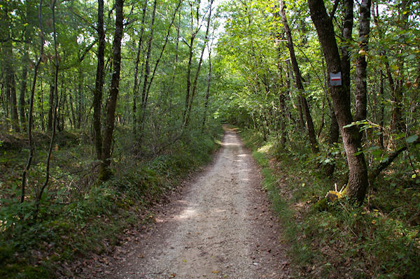 Dans le Bois de la Ville