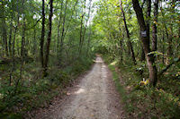 Dans le Bois de la Ville