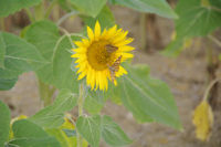 Ballet de papillons sur tournesol