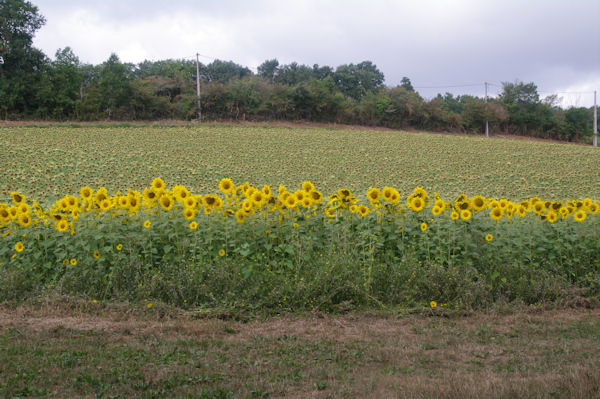 Une ceinture de tournesols vers Poussac