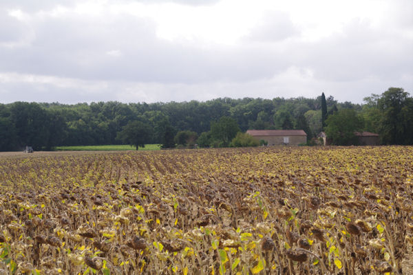 Les tournesols font grise mine vers Hugaut