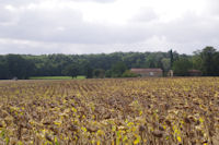 Les tournesols font grise mine vers Hugaut